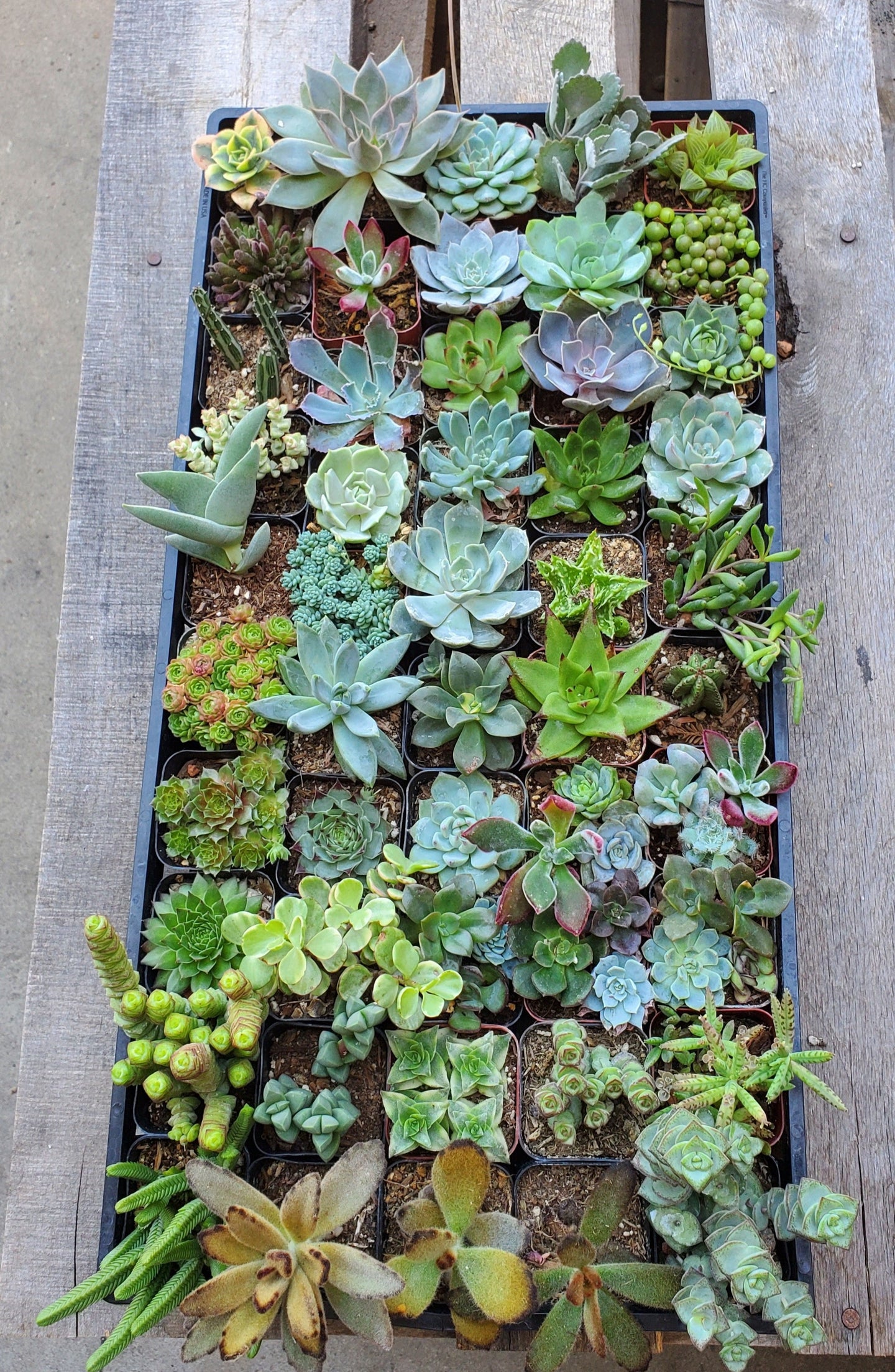 Succulent Bundle (Exact 50 2 inch plants pictured)